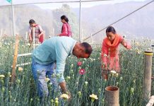 नौकरी के पीछे भागने के बजाय भाग सिंह ने पुष्प उत्पादन कर चुनी आत्मनिर्भरता की राह