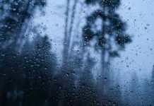 हरियाणा के 14 जिलों में बारिश का यलो अलर्ट: