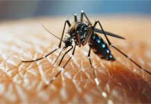 Ludhiana : शहर में पसरने लगा Dengue, स्वास्थ्य विभाग हुआ Alert