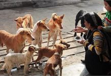 कॉलेज से लौट रही 21 साल की छात्रा का आवारा कुत्तों ने नोंच लिया चेहरा… 17 टांके लगाए, अब कभी आईना नहीं देख पाएगी चेहरा