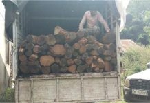 खैर तस्करी का भंडाफोड़: इंदौरा में वन विभाग ने की बड़ी कार्रवाई, मोछों से भरा ट्रक पकड़ा