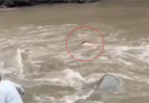 दुखों का टूटा पहाड़: लकड़ी की पुलिया पार करते ही व्यक्ति खड्ड में बहा…पहले भी बाढ़ में खोया छोटा भाई