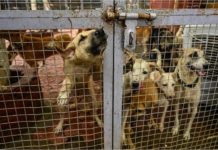 Stray Dogs: सुप्रीम कोर्ट का आवारा कुत्तों को लेकर बड़ा फैसला- शेल्टर होम भेजे गए कुत्ते छोड़े जाएं, लेकिन…