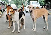 दिल्ली-NCR में आवारा कुत्तों पर सुप्रीम कोर्ट सख्त, कहा – ‘इन्हें एक जगह रख शुरू करें हेल्पलाइन नंबर’