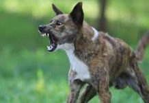 पंजाब में बढ़ा Dog Bite खतरा, चौंकाने वाले आंकड़े आए सामने