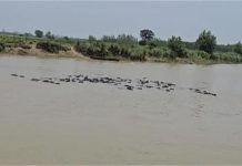 ब्यास दरिया से लगते गांवों में बाढ़ की स्थिति भयंकर, प्रशासन व लोगों की उड़ी नींद