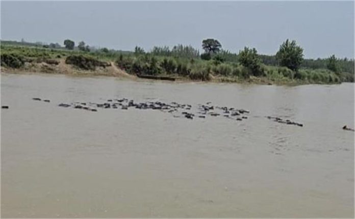 2025_6image_12_10_577018321beasriver-ll