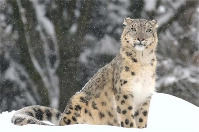2025_10image_09_40_574551848leopard-ll