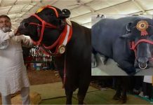 9 फीट लंबा, 1500 KG वजन… नहीं रहा 9 करोड़ का बेशकीमती झोटा