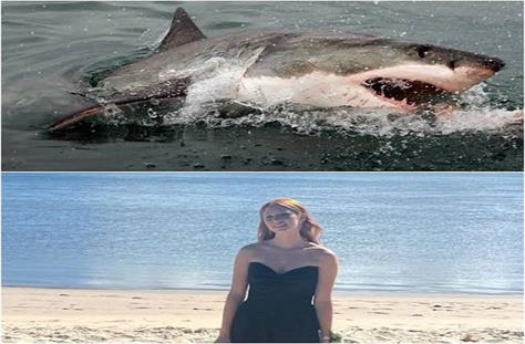 2025_11image_19_03_312447081sharkattack-ll