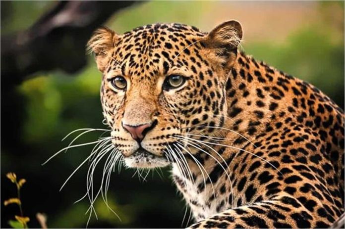 2025_12image_10_43_009598941leopard-ll
