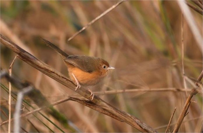 2026_1image_20_48_555048688migratorybirdsinbihar.j-ll