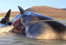 Big Sperm Whale Video: जेसीबी भी हांफ गई! इस विशाल स्पर्म व्हेल के शव ने छुड़ाए पसीने, समुद्र किनारे मचा हड़कंप