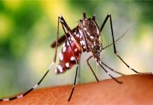 हरियाणा में डेंगू-मलेरिया पर कानून सख्त, उल्लंघन पर 10 हजार तक जुर्माना