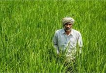हरियाणा के मछली पालकों की बल्ले-बल्ले: केंद्र सरकार देगी 60% तक अनुदान… जानें कैसे उठाएं लाभ