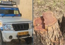 यमुनानगर में खैर तस्करों के खिलाफ बड़ी कार्रवाई, 66 पीस के साथ करीब 30 क्विंटल लकड़ी की बरामद