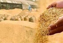 कुरुक्षेत्र में धान घोटाला: पहली FIR दर्ज, 24 हजार क्विंटल से ज्यादा स्टॉक गायब