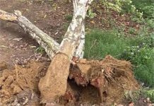 Tree Cutting Ban: हरियाणा में बिना परमीशन नहीं कटेंगे पेड़, HC ने लगाई रोक