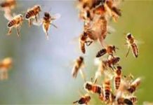 नारनौंद: मधुमक्खियों के हमले से किसान की मौत, खेत में काम करते समय हुआ हादसा