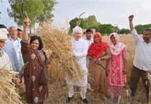 मंडासा मार खेत में पहुंचे डॉ. अरविंद शर्मा, पत्नी संग करी लामणी, मजदूरों से गेहूं कटाई पर की चर्चा