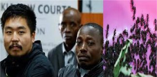 चींटियों ने चीनी नागरिक को करवा दी 1 साल की जेल, केन्या की कोर्ट ने सुनाया फैसला