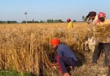 क्या पंजाब के किसान अपनी गेहूं बेच पाएंगे? वडिंग ने उठाया सवाल