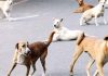 Stray Dogs: सुप्रीम कोर्ट ने डॉग लवर्स को दिया झटका, सार्वजनिक जगहों से हटाए जाएंगे आवारा कुत्ते