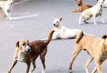Stray Dogs: सुप्रीम कोर्ट ने डॉग लवर्स को दिया झटका, सार्वजनिक जगहों से हटाए जाएंगे आवारा कुत्ते