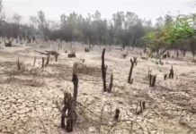 सोनीपत में ‘कैमिकल किलिंग’: बीयर फैक्टरी के जहरीले पानी से सूखे हजारों पेड़, प्रदूषण विभाग ने ठोका भारी जुर्माना