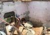 पलवल में दर्दनाक हादसा: भरभराकर गिरी मकान की छत, 14 वर्षीय अलीशा की हुई मौत