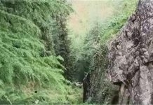 मंडी में दर्दनाक हादसा, गहरी खाई में गिरी पिकअप गाड़ी…22 वर्षीय युवक की मौत
