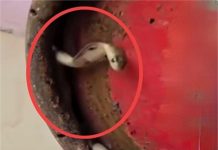 Punjab: गैस सिलेंडर को लेकर बड़ी चेतावनी, उपभोक्त हो जाएं Alert! बेहद सावधान रहने की सलाह