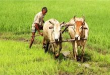 हरियाणा में1.40 लाख एकड़ जमीन को जलभराव से मिलेगी मुक्ति, सैटेलाइट से होगी निगरानी