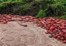 भयानक वीडियो: भारी बारिश के बाद HPCL प्लांट से 3,000 गैस सिलेंडर नदी में बहे, प्रशासन ने जारी की चेतावनी